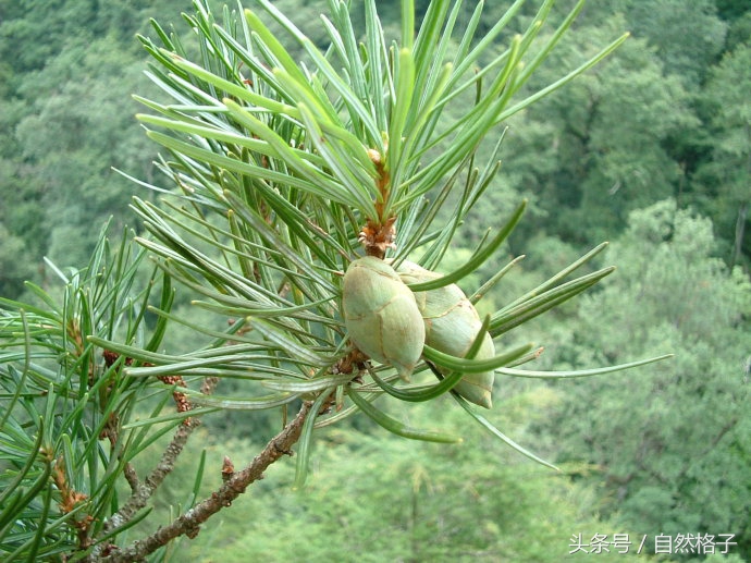 8种植物界的活化石、中国的国宝植物，除了人参外你还认识几个？